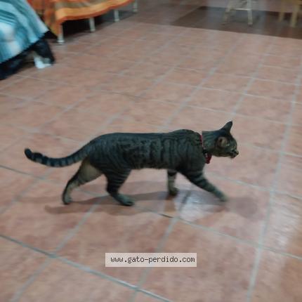 Photo 1/1 YODA Chat lost in Castellon de la plana