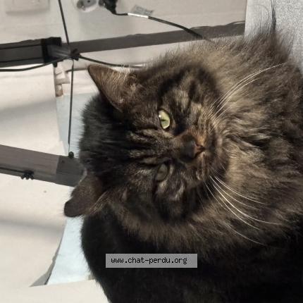 Photo 1/1 Tifoue Chat lost in Valdahon