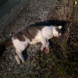 Picture of cat found at Malonne