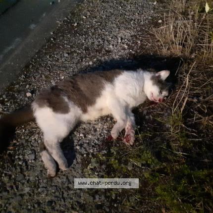 Photo 1/1 Found cat Found in Malonne