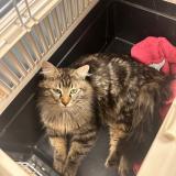 Picture of cat found at Toulouse