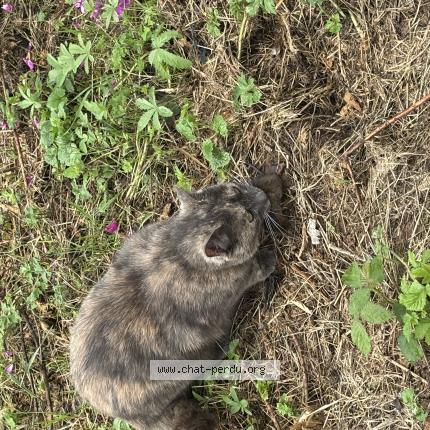 Photo 1/1 Kokoro Chat lost in Charmois l orgueilleux