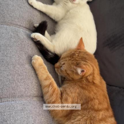 Photo 1/1 Oui-oui Chat lost in Lambres