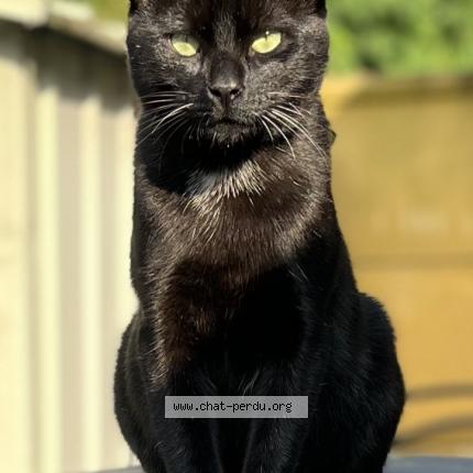 Photo 1/1 Mikey Chat lost in Taverny