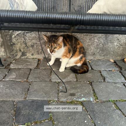 Foto 1/1 Wiedergefundene Katze Gefunden in Lutry