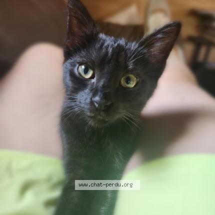 Photo 1/1 SAGUARO Chat lost in Saint pierre de varengeville