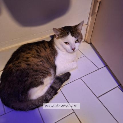 Photo 1/1 Berlin Chat lost in Toulouse