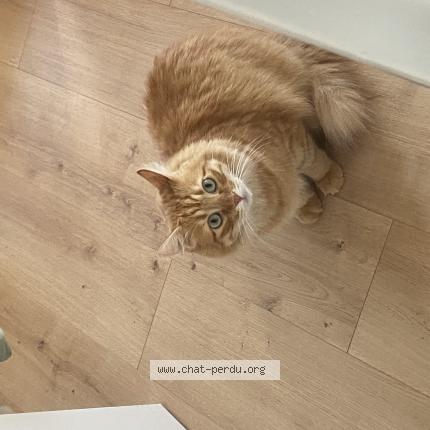 Photo 1/2 Kylian Chat lost in Marseille