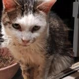 Picture of cat found at Bucheres