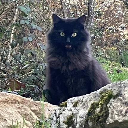 Photo 1/1 Dudu Chat lost in Belleherbe