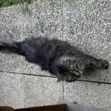 Picture of cat found at Rouen