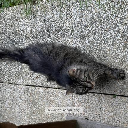 Photo 1/1 Found cat Found in Rouen