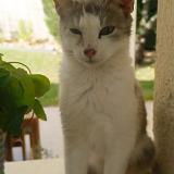 Picture of cat lost at Thiais