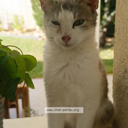 Photo 1/1 Yumi Chat lost in Thiais