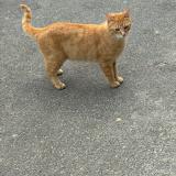 Picture of cat lost at Ormoy