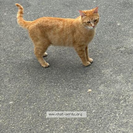 Photo 1/1 Rouxy Chat lost in Ormoy