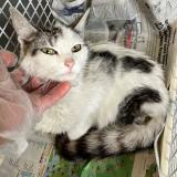 Picture of cat found at Tourcoing