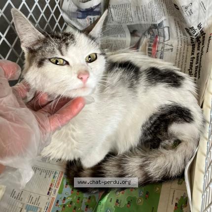 Photo 1/1 Found cat Found in Tourcoing