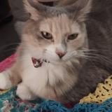 Picture of cat lost at Bondoufle