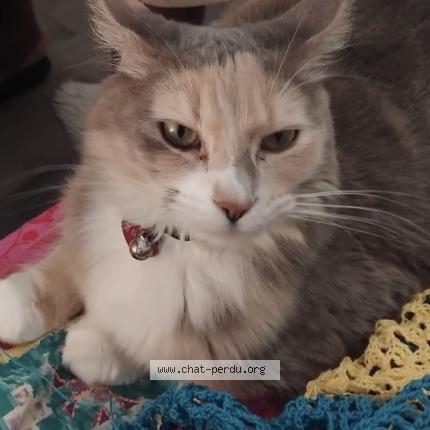 Photo 1/1 Grisou Chat lost in Bondoufle