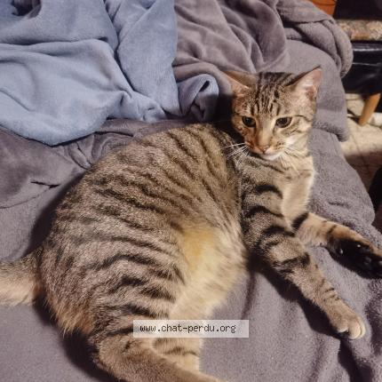 Photo 1/1 Maurice Chat lost in Saint quentin sur indrois