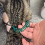 Picture of cat found at Nantes