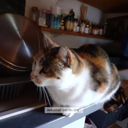 Photo 1/1 BISBILLE Chat lost in Joux