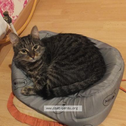 Photo 1/1 ELZA Chat lost in St geoire en valdaine