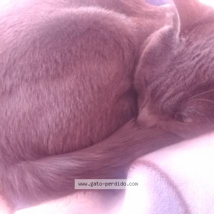 Photo 1/1 No responde a ningun nombre Chat lost in El alto