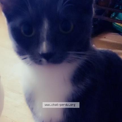 Photo 1/1 Soeurette Chat lost in Sainte therese