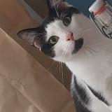 Picture of cat lost at Paris 17e