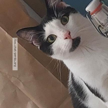 Photo 1/1 Célestin Chat lost in Paris 17e