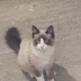 Picture of cat found at Marseille