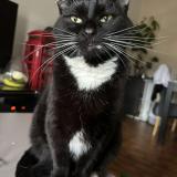 Picture of cat lost at Poncins