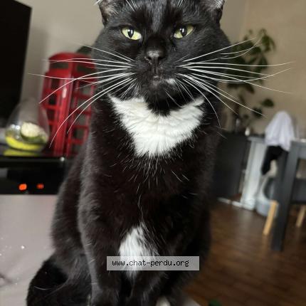 Photo 1/1 Fripouille Chat lost in Poncins