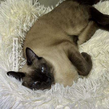 Photo 1/1 Milou Chat lost in Issy les moulineaux