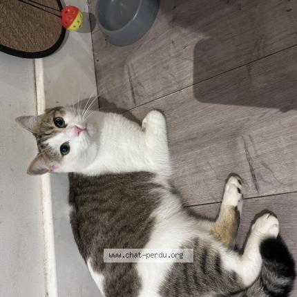 Photo 1/1 Neige Chat lost in Fuveau