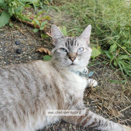 Photo 1/1 Princesse Chat lost in Castelnau de medoc