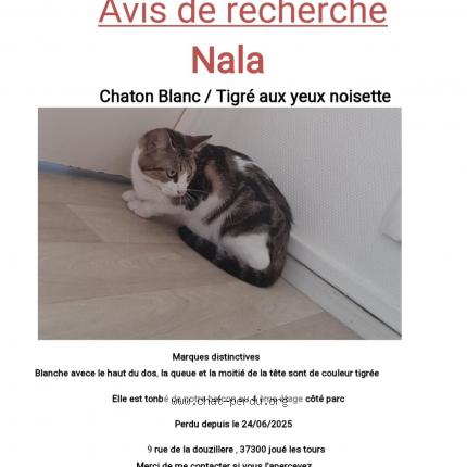 Photo 1/1 Nala Chat lost in Joue les tours