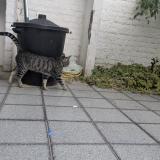 Picture of cat found at Etterbeek