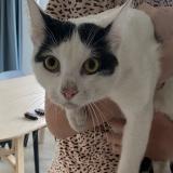 Picture of cat found at Saint Servais