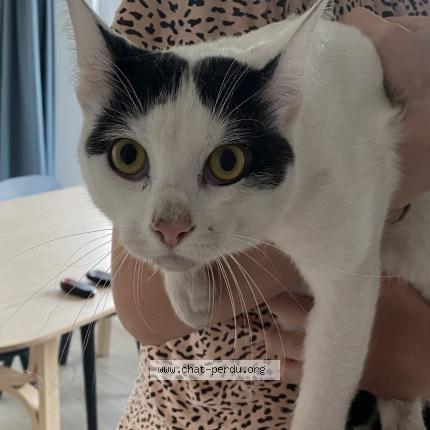 Photo 1/1 Found cat Found in Saint servais