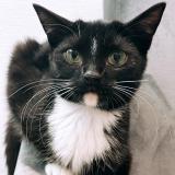 Picture of cat lost at La Chapelle Du Bois