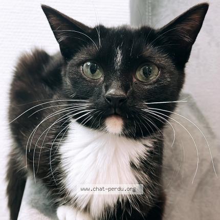 Photo 1/1 Gribouille Chat lost in La chapelle du bois