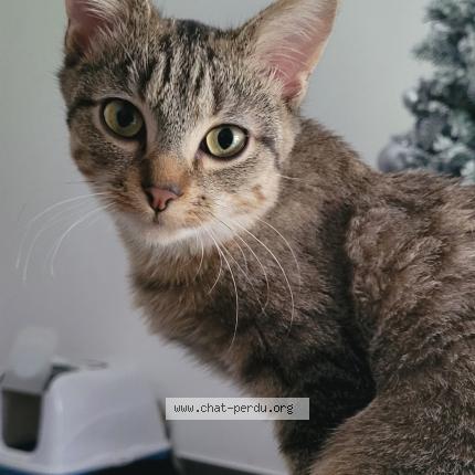 Photo 1/1 Winnie Chat lost in Trelaze