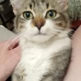 Picture of cat lost at Albi