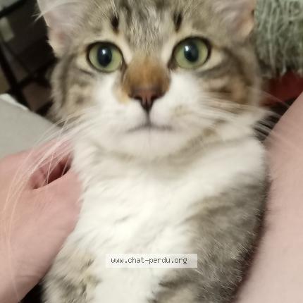 Photo 1/1 mousset zoé Chat lost in Albi