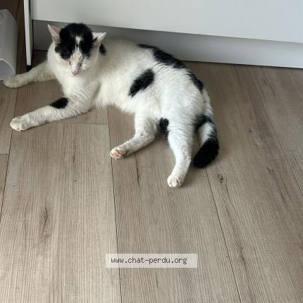 Photo 1/1 Leo Chat lost in Merxheim