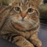 Picture of cat lost at Saint Felix