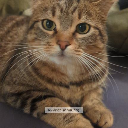 Photo 1/1 Loupchat Chat lost in Saint felix